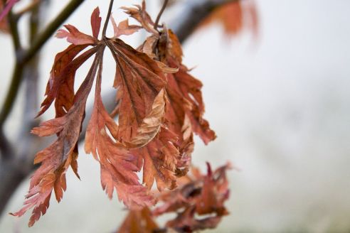 Acer japonicum ‘Aconitifolium’ (Aceraceae)