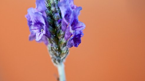Alfazema-de-folhas-recortadas, Lavandula multifida
