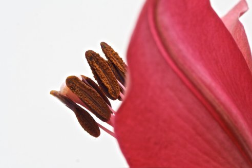 Coroas-de-rei
