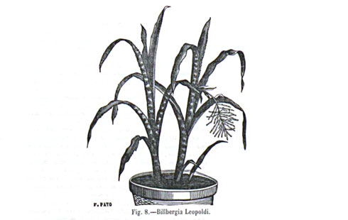 Billbergia leopoldi
