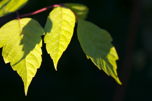 Acer saccharum