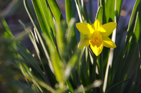 Narciso