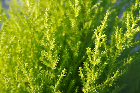 Cupressus macrocarpa 'Goldcrest'