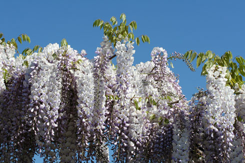  /></a><br />
Glicínia, <em>Wisteria sinensis</em> (Fabaceae).</p>
		    
	      </div>
		<br clear=