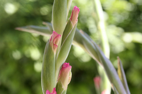 Gladíolos