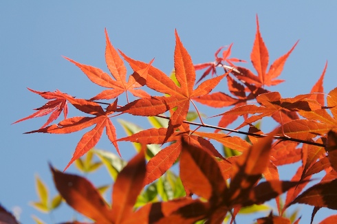 Ácer-do-japão, Acer palmatum ssp. atropurpureum
