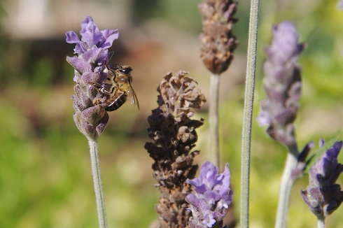 Lavandula dentata