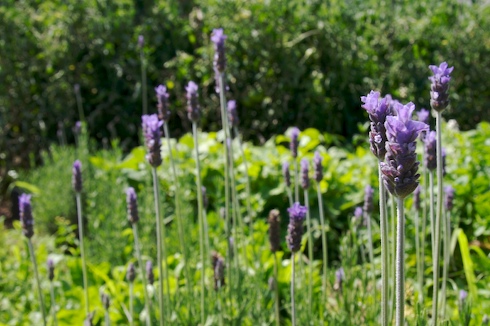 Lavandula dentata