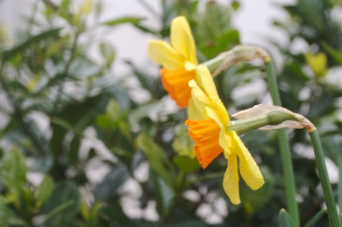 Narcisos amarelos